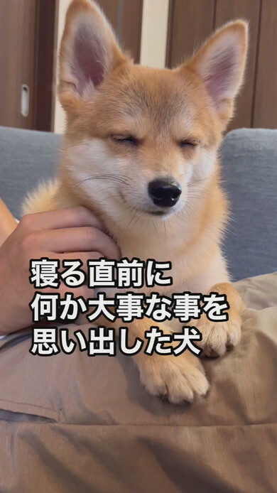 「寝る直前に何か大事な事を思い出した犬」