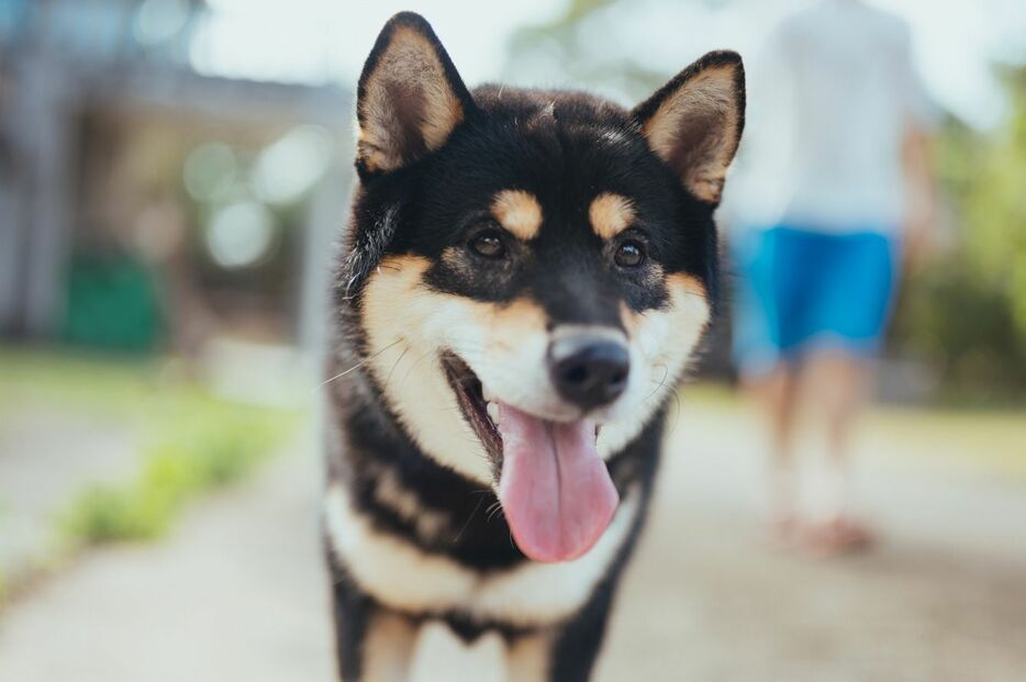 ※写真はイメージです - 写真＝iStock.com／primeimages