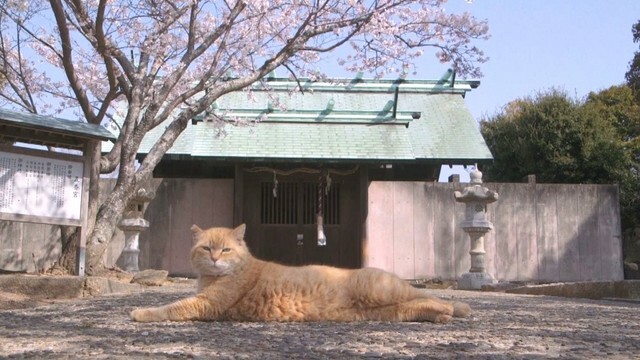 映画「五香宮の猫」　©2024 Laboratory X, Inc