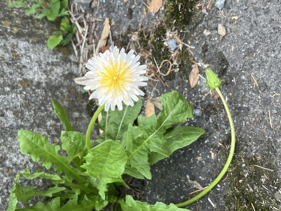 白い花のタンポポ