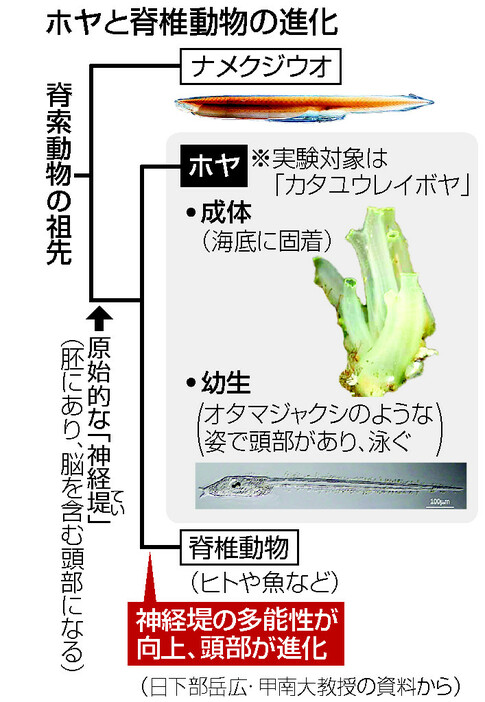 ホヤと脊椎動物の進化