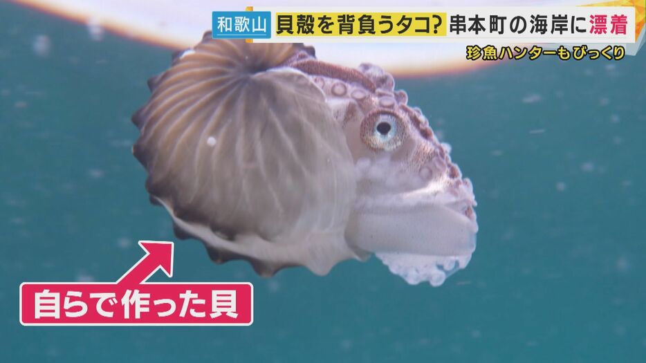 和歌山・串本町の海岸に漂着した生き物