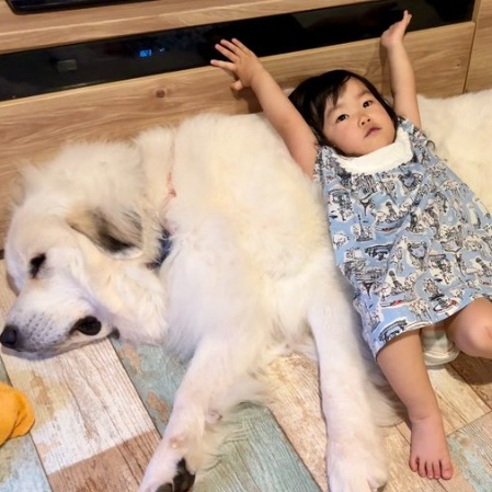 大型犬のグレートピレニーズのシュシュちゃんが大好きな2歳娘さん（山奥暮らしのシュシュさん　@chouchou_the_gより）