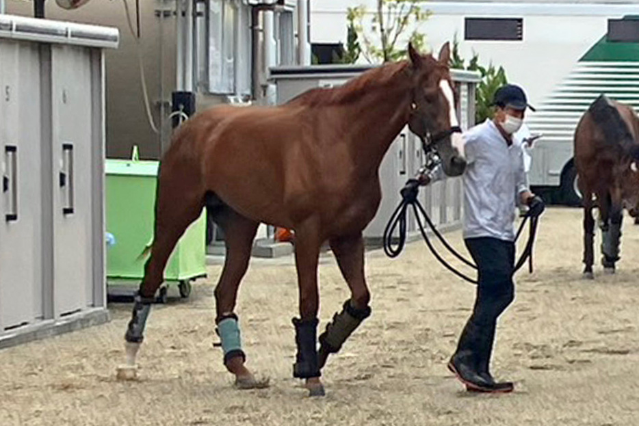 セントライト記念勝ち馬アーバンシックが京都競馬場に到着