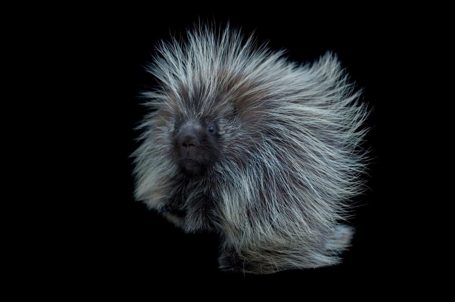 グレートプレーンズ動物園（米国サウスダコタ州スーフォールズ）で撮影されたカナダヤマアラシ。（PHOTOGRAPH BY JOEL SARTORE, NATIONAL GEOGRAPHIC PHOTO ARK）