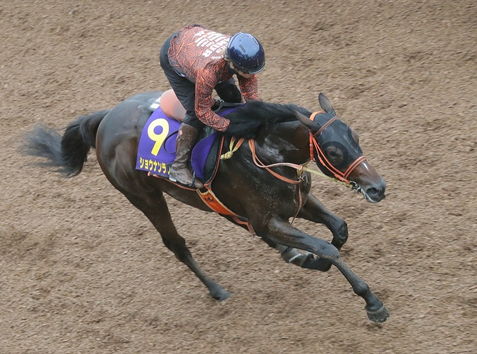 長丁場をスムーズに運べれば馬券圏内に入ることもできそうなショウナンラプンタ