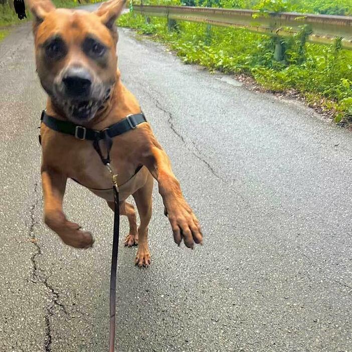 飼い主さんに呼ばれてうれしそうな反応を見せる顎ちゃん【写真提供：ジョーは犬&猫と共に古民家で暮らしている（@6464prpr）さん】