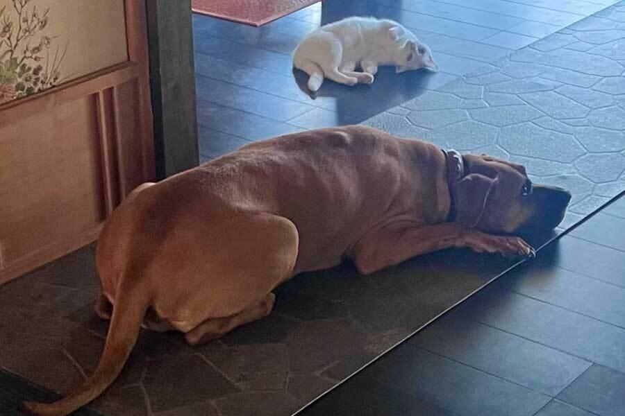 並んでくつろぐ顎ちゃんと爪くん【写真提供：ジョーは犬&猫と共に古民家で暮らしている（@6464prpr）さん】