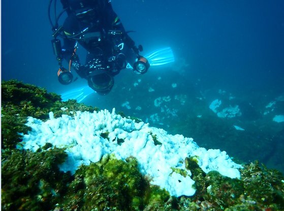 先月２８日、西帰浦市ボム島沖のイシサンゴの白化現象。［写真　海洋市民科学センター「パラン」］