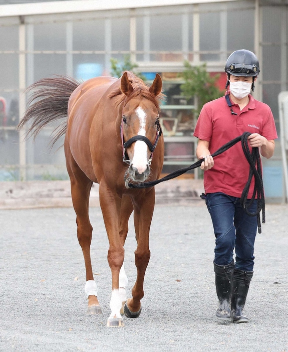 厩舎から運動に出るマテンロウスカイ