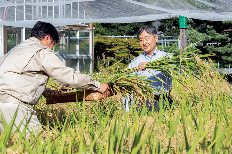 今年9月、陛下が「お稲刈り」をされたご様子