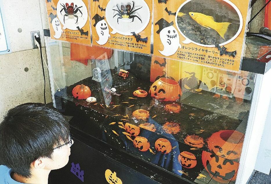 カラフルな魚とカニを展示しているハロウィーン水槽（和歌山県すさみ町江住で）