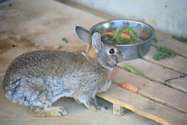 学校の敷地内に小動物を世話するスペースがあったり、花いっぱいの一角があったりという環境は、フランスの子どもたちから見るとぜいたくだ（写真／PIXTA）