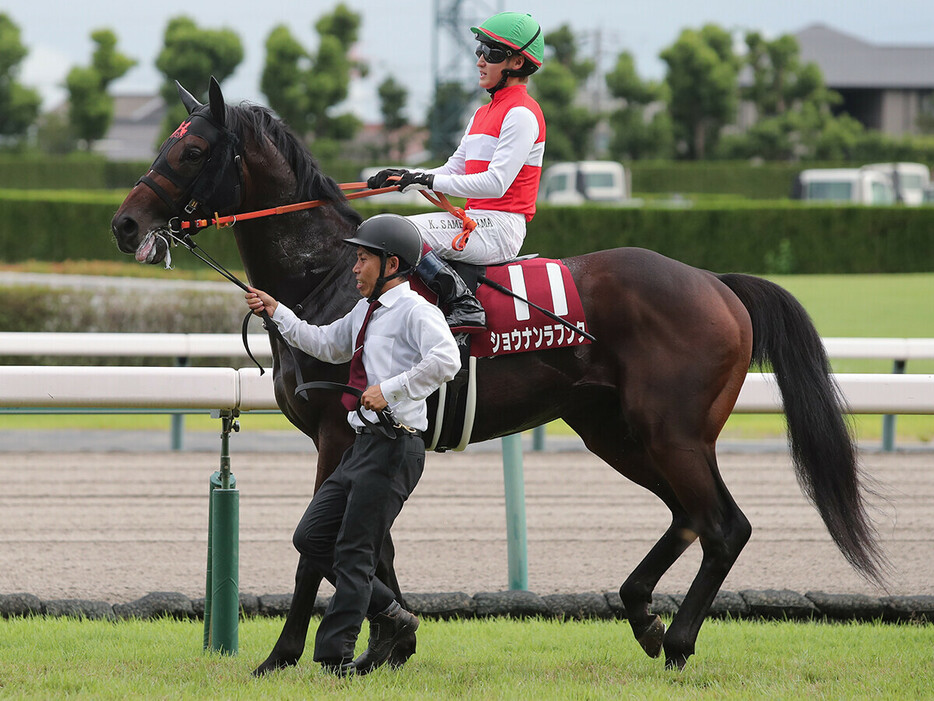 菊花賞での大駆けが期待されるショウナンラプンタ　photo by Eiichi Yamane/AFLO