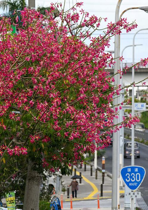 一足先に咲き誇るトックリキワタ＝22日午後、浦添市沢岻（又吉康秀撮影）