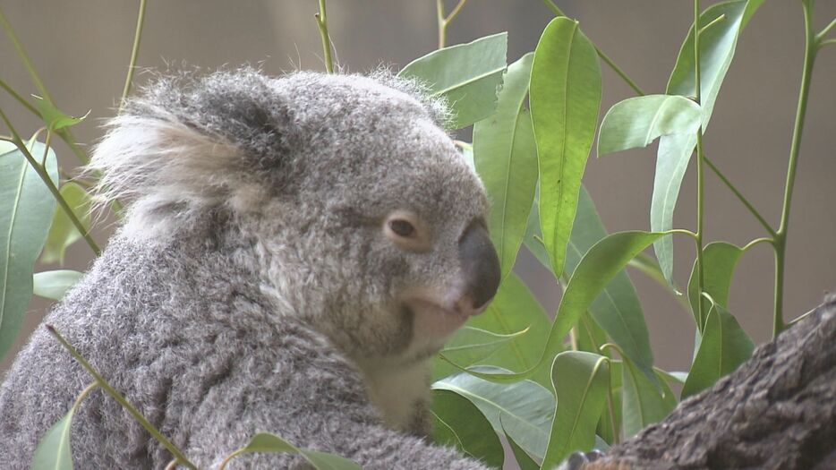 名古屋市千種区の東山動植物園の人気者「コアラ」