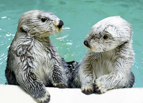 ラッコのメイ（右）とキラ（鳥羽水族館提供）