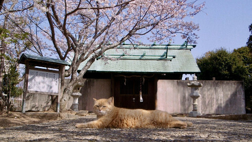 「五香宮の猫」から＝（C）2024 Laboratory X, Inc