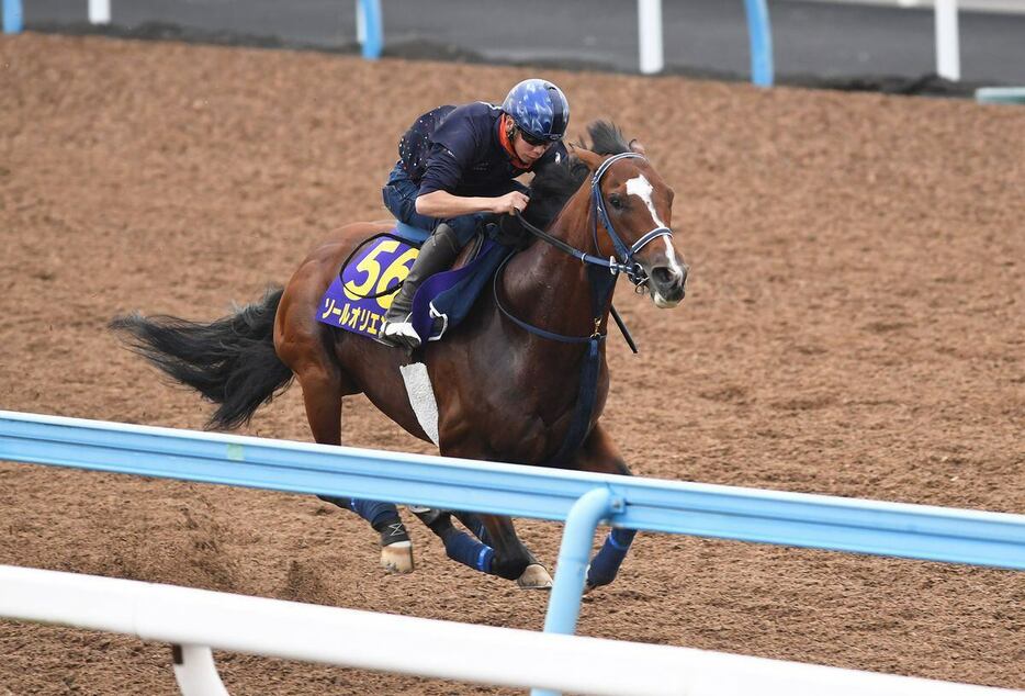 天皇賞・秋の1週前追い切りを行うソールオリエンスと横山武史騎手＝美浦トレセン（撮影・菅原和彦）