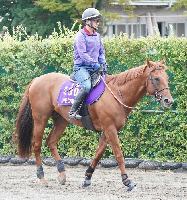 南部杯連覇を達成したレモンポップ