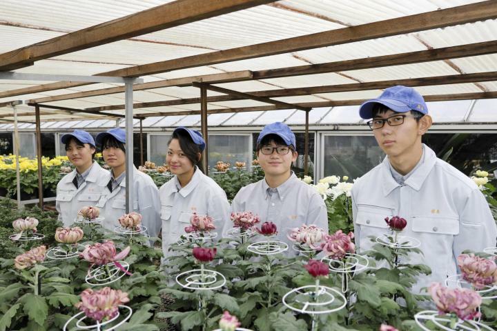 今治南高園芸クリエイト科の生徒が丹精した菊