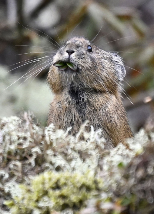 北海道の山岳地帯にだけ生息する、準絶滅危惧種のエゾナキウサギが鹿追町の然別湖近くで姿を現した。岩の上を素早く動き回ったり、木の葉を食べたりとかわいらしい姿を見せていた。秋の間に餌を集め巣穴で冬を越すという＝5日午前