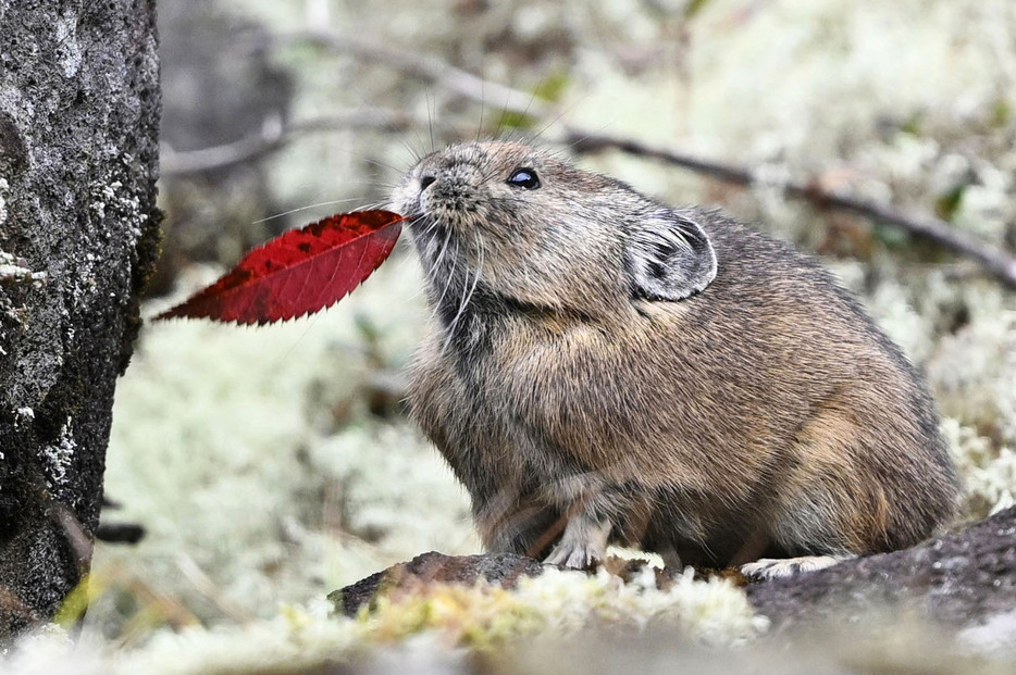 北海道の山岳地帯にだけ生息する、準絶滅危惧種のエゾナキウサギが鹿追町の然別湖近くで姿を現した。岩の上を素早く動き回ったり、木の葉を食べたりとかわいらしい姿を見せていた。秋の間に餌を集め巣穴で冬を越すという＝5日午前