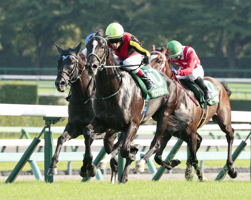 京成杯オータムハンデキャップを快勝したアスコリピチェーノ