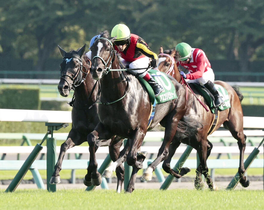 京成杯オータムハンデキャップを快勝したアスコリピチェーノ