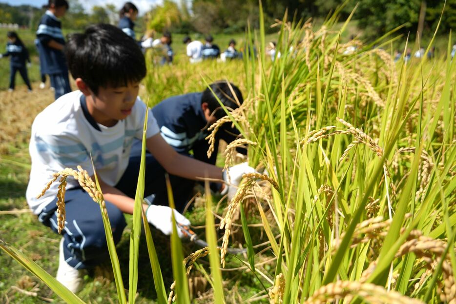 のこぎり鎌で稲を刈る生徒たち（京都府精華町東畑）