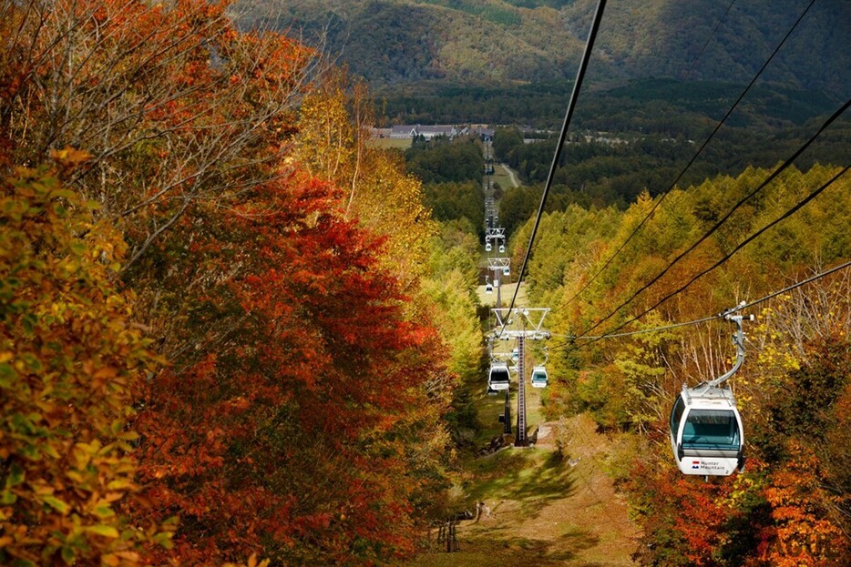 色鮮やかに染まった多彩な木々が織りなす絶景