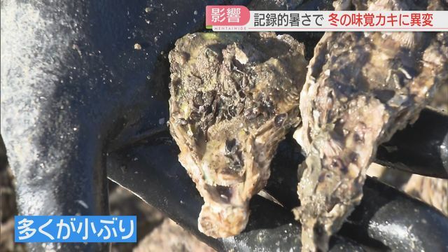 多くは左のように小ぶり