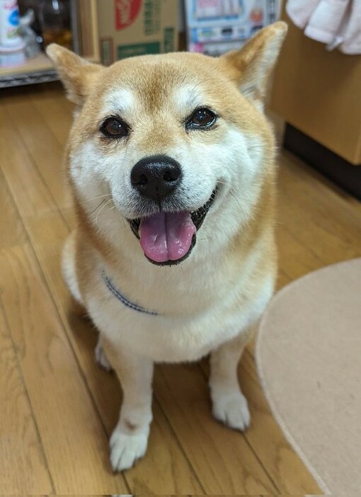 病院でがんばった後のごほうびをもらって、笑顔のちゃまるくん（画像提供：柴犬 ちゃまるさん）