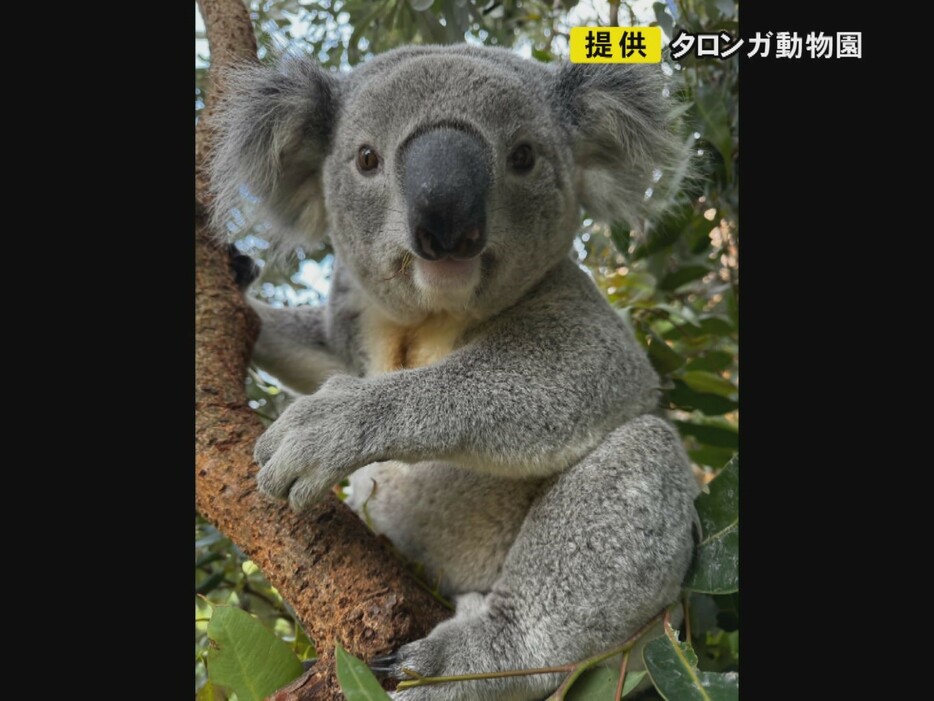 新たに東山動植物園に来園するコアラの「スカイ」