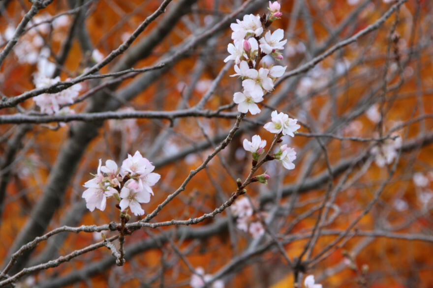 カエデの紅葉を背景に咲く兼六園冬桜（松前公園、２８日）