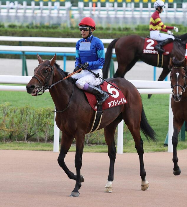 スワンSで2着に敗れたオフトレイル＝京都競馬場（撮影・安部光翁）