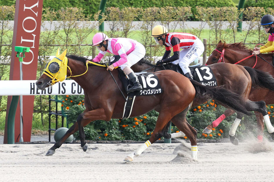 京都10R、直線追い込んで藤森Sを制したクインズメリッサ（撮影・白石智彦）