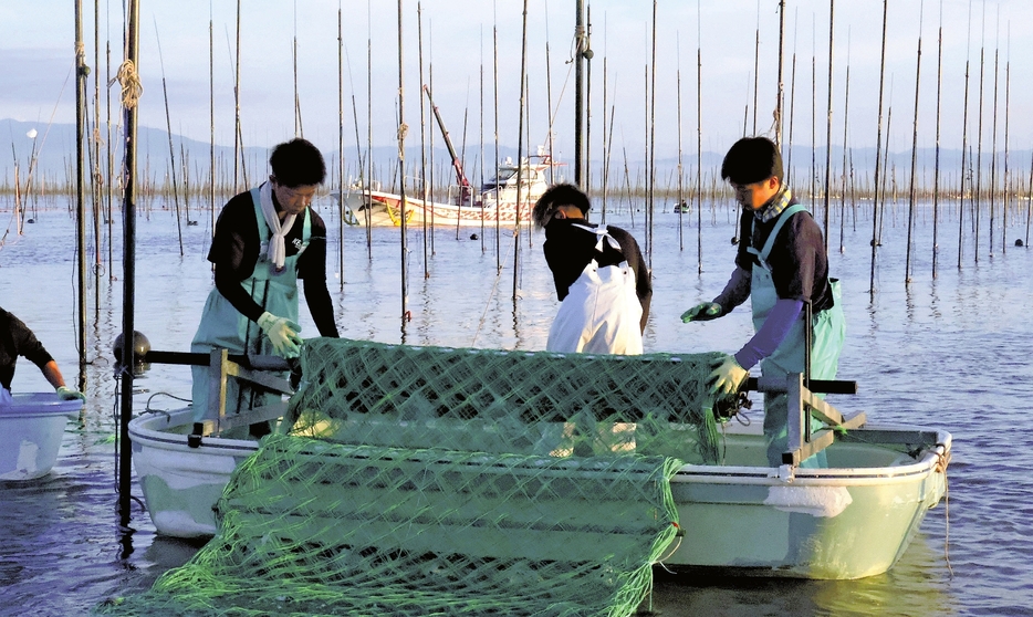 ノリの網を広げる漁業者ら