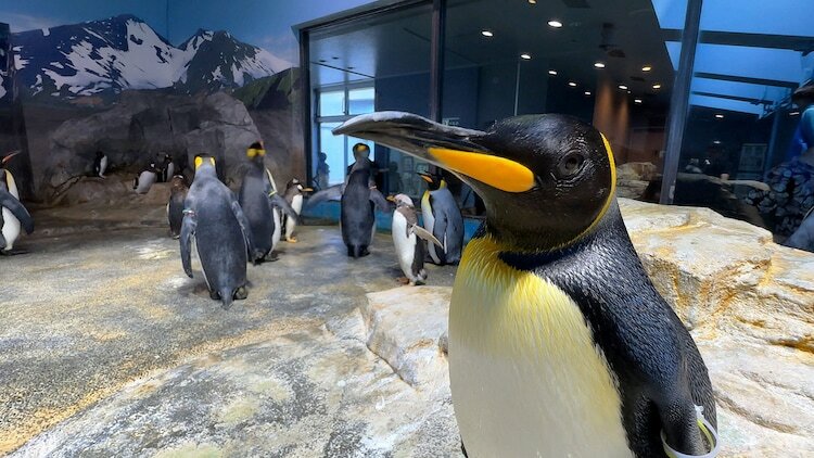 長崎ペンギン水族館のペンギンたち