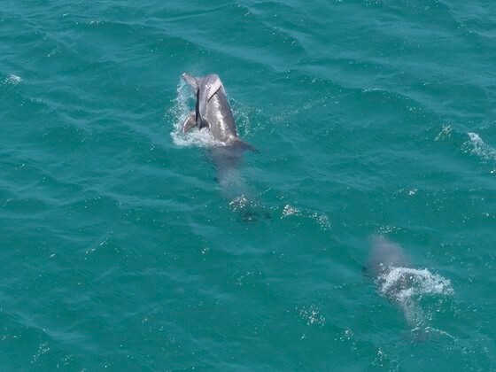 ６月１日、済州島西帰浦市大静邑日果里（チェジュド・ソグィポシ・テジョンウプ・イルグァリ）沖で、死んだ子どもが呼吸しやすいようにと水上に背負って泳いでいる母イルカの様子が確認された。［写真　済州大学イルカ研究チーム］