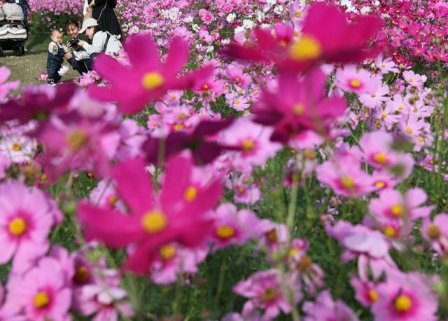 見ごろを迎えたコスモスを楽しむ人たち=2024年10月30日午後2時15分、福岡市東区、小宮路勝撮影