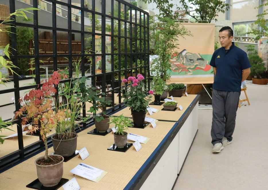 源氏物語に登場する植物や平安時代の文化を紹介する展示が並ぶ企画展=新潟市秋葉区金津