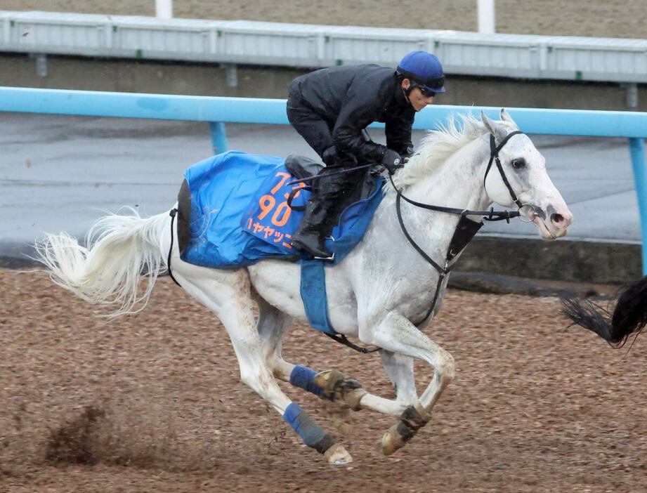 ハヤヤッコ＝美浦トレセン（撮影・塩浦孝明）