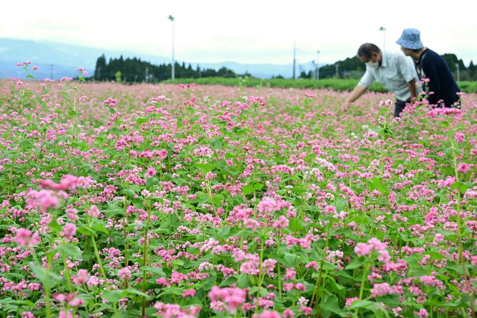 畑一面に咲き誇る赤ソバの花＝１７日、霧島市溝辺