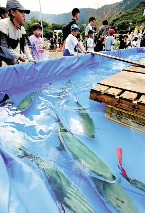 親子連れから歓声が上がったブリッコレース（27日、大分県佐伯市で）＝長野浩一撮影