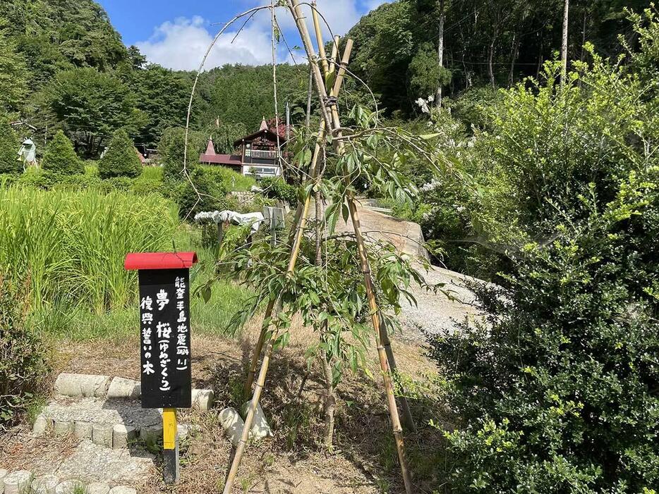 復興への誓いの木「夢桜」