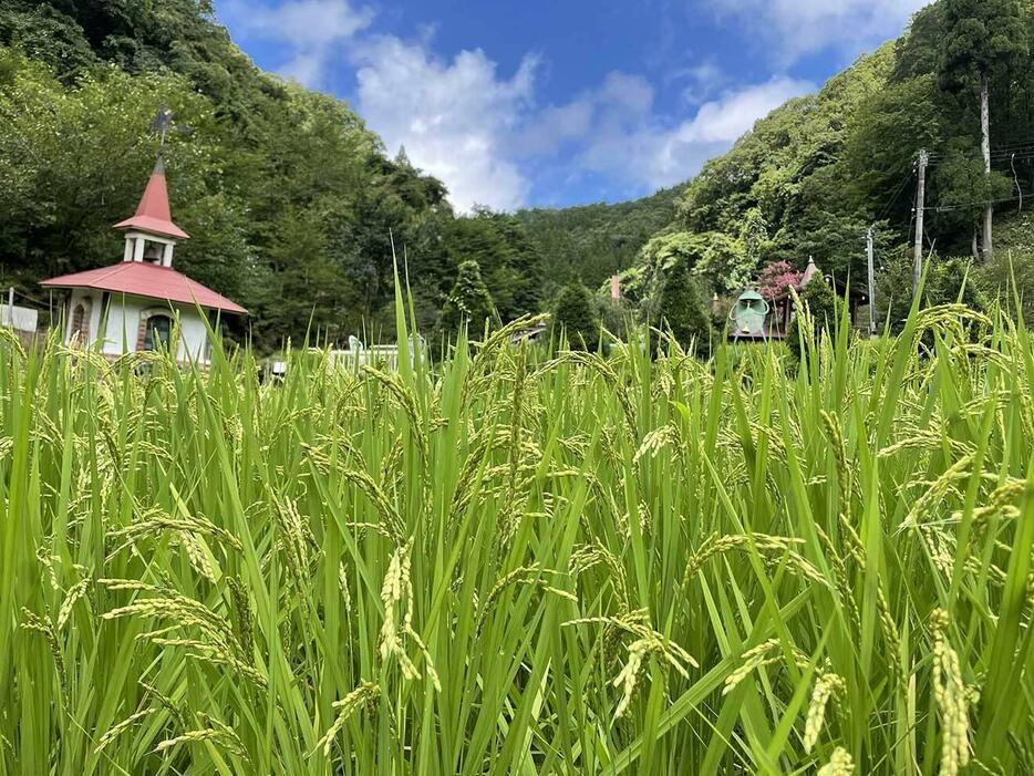 稲穂が実る田んぼ