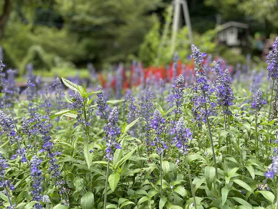 ケロン村の風景