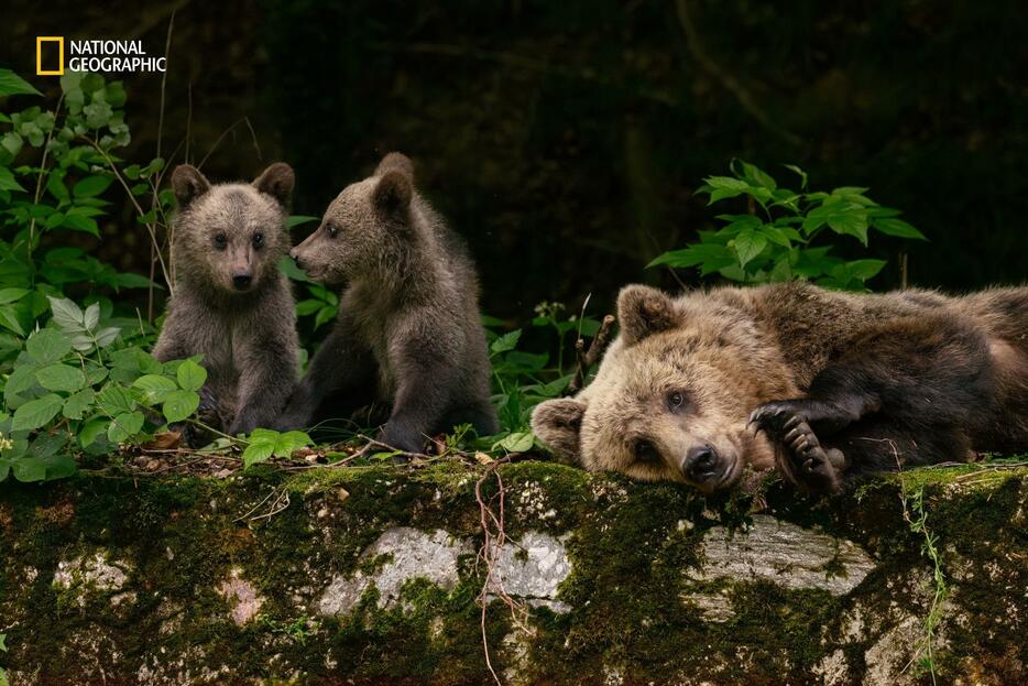 保護により生息密度が高くなると、クマが住民や観光客と接触する機会が増えた。後ろ脚を失って狩りができないこの母グマのように、幹線道路を通るドライバーから餌をもらうことも多い。（PHOTOGRAPH BY JASPER DOEST）