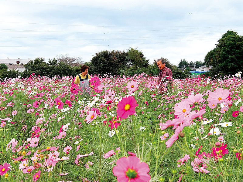 見頃を迎えているコスモス畑＝さいたま市岩槻区鹿室